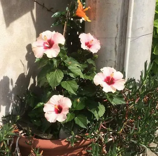 Alfrantoio Affittacamere Monterosso al Mare